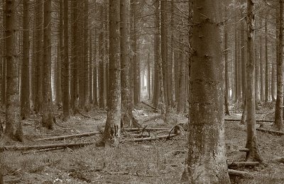 pict, image, sous bois, foret, forest, photo, dominique houcmant, goldo graphisme