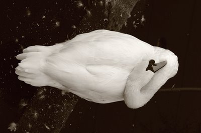 photo cygne, swan