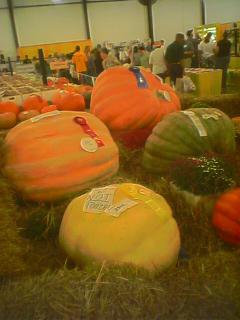Big Honkin' Pumpkins