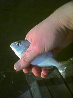 Pin Fish