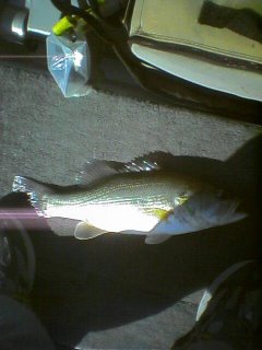 My fish