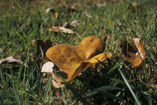 Fallen Leaf at Calvin Center (Fall 2002)