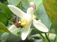 Bee on Lime Flower