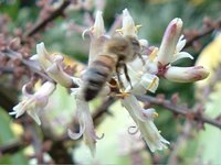 Bee on Ti Flower