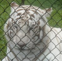 White Tigers are cool.