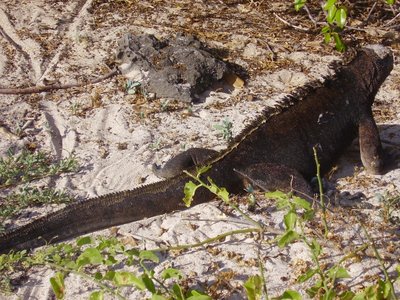 Marine Iguana - their black skin matches the volcanic rocks they inhabit 