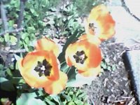 Tulips