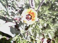 Tulip