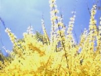 Forsythia and Sky