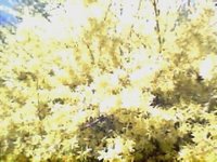 Forsythia