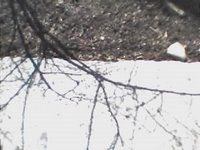 Shadow of Branch