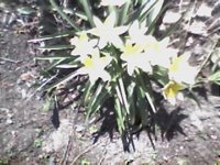 Spring Flowers