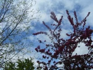 Sky, flowering crab