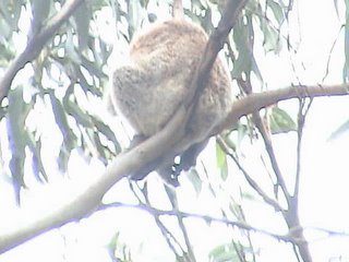 Pwet ng koala, close up... :))