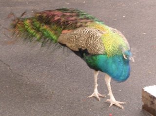 One of the peacocks