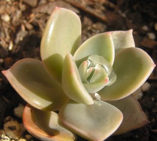 Eschevaria derenbergii 'succulent'