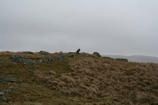 Wild hawk on hilltop