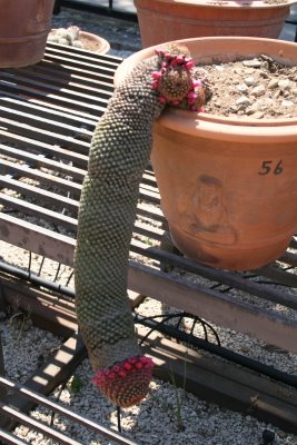 Rude cactus, by boyfriend number 1