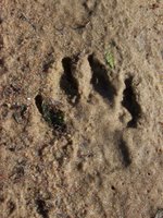 Pawprint in the Sand