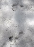 Footprints, Caldenave