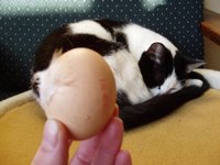 een ei hoort bij Pasen