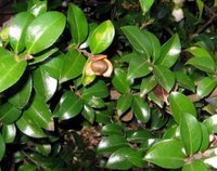 Camellia Sasanqua Nut