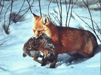 Resultado de imagem para raposa caçando lebre