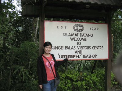 Sungai Palas Tea Plantation