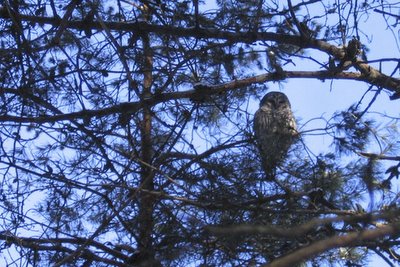 owl in the treetops