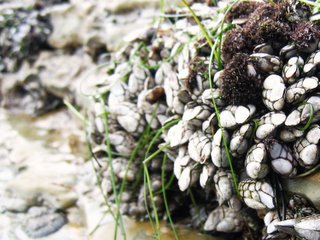 rocks and shells