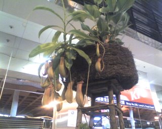 A pot of pitcher plant in Mong Kok