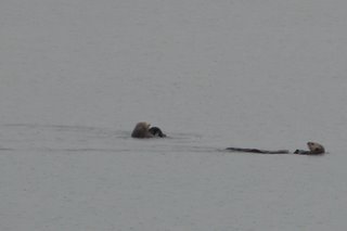 Sea Otters near Valdez