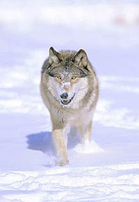 Save Arctic Wolves!