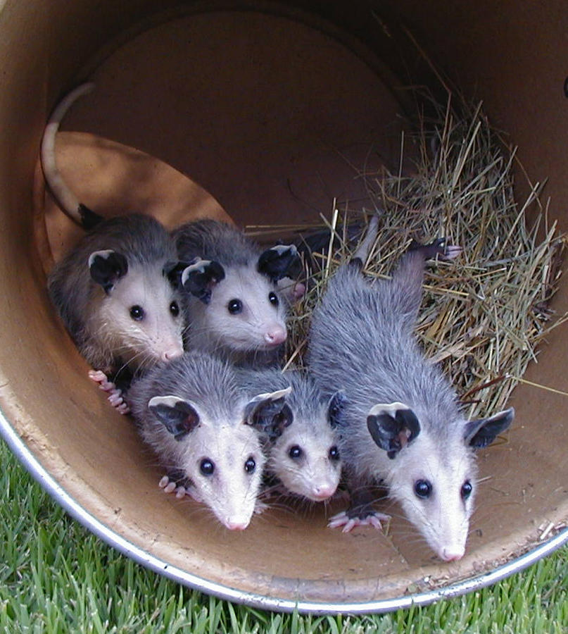 Anything Goes Opossum Fever