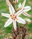 William Carlos Williams asphodel that greeny flower William Carlos Williams asphodel that greeny flower