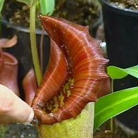 Carnivorous plant Carnivorous plant.