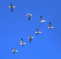 A flock of birds A flock of birds flying in a āVā shape pattern