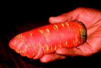 Carrot Foot