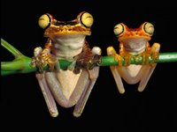 Cute frogs.