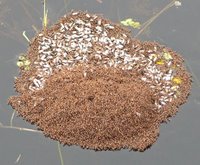 Floating fire ant colony.