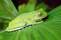 A frog in Bloomfield River rainforest area, Queensland, Australia.