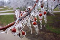 Frozen cherry tree located at Ceres, Cape Town, South Africa.