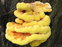 An edible mushroom called Sulphur Shelf.