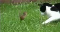 Kung fu chipmunk fight against a huge cat.