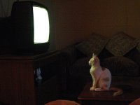 Cat watching television!