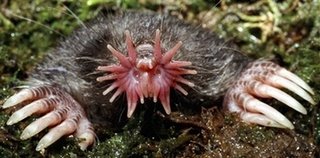 A star-nosed mole.