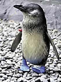 Penguin wearing shoes.