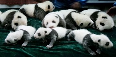 Panda cubs.