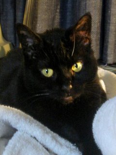 Batty the black cat on a bathrobe - it's hard to take good pictures of an all black cat with a cheap camera