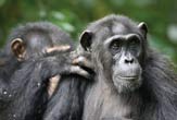 Males chimps prefer older females